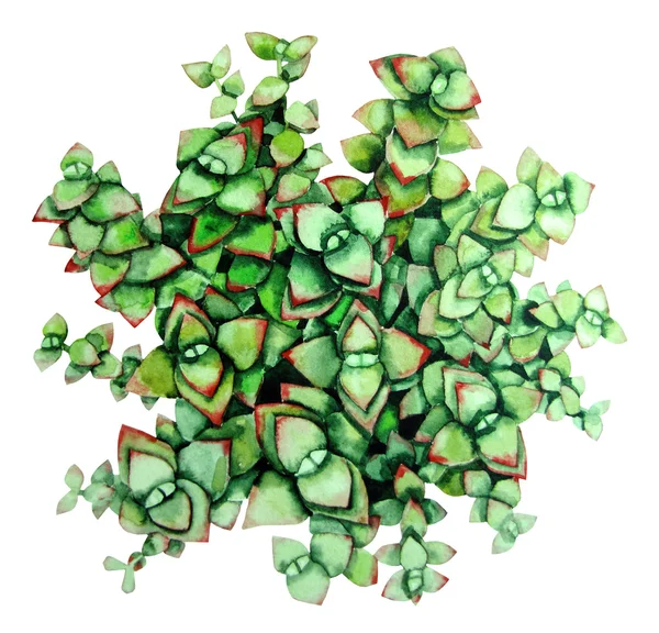 Acquerello verde succulento — Foto Stock