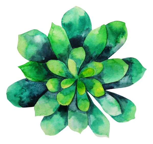 Aquarela verde suculento — Fotografia de Stock