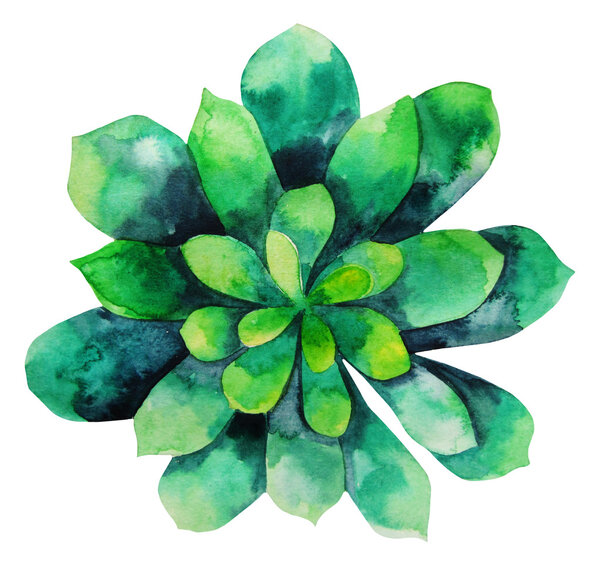 Watercolor green succulent