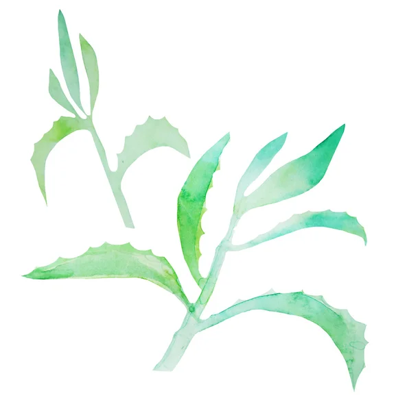 Acquerello verde succulento — Foto Stock