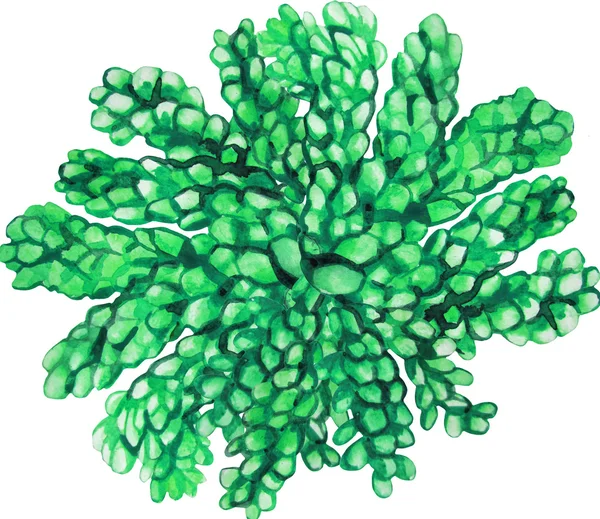 Aquarela verde suculento — Fotografia de Stock