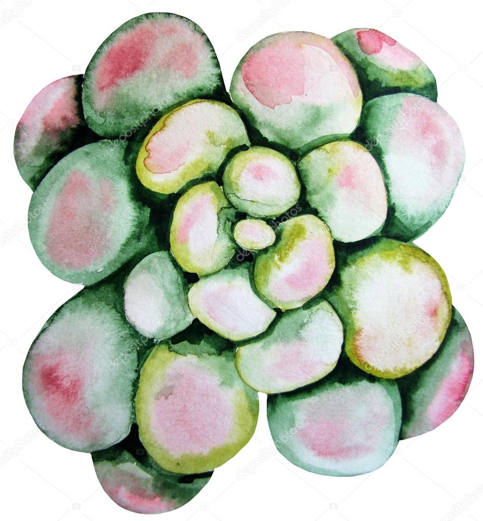 Watercolor green succulent