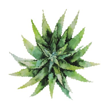 Suluboya yeşil etli