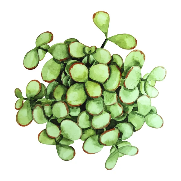 Acuarela verde suculenta — Archivo Imágenes Vectoriales