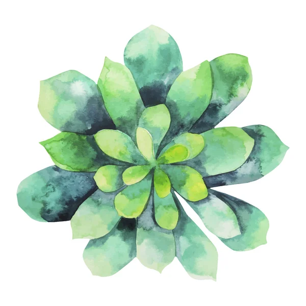 Aquarela verde suculento — Vetor de Stock