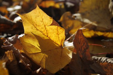 Bir ağaçtan düşen akçaağaç yaprağı