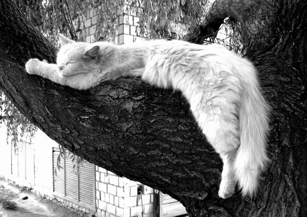 Gato branco dormindo em uma árvore — Fotografia de Stock