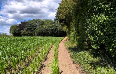 A dirt path skirts a cornfield beneath a sky mottled with cloud. Thick greenery flanks the trail, casting shifting light and shadow near Barnsley, Yorkshire, UK