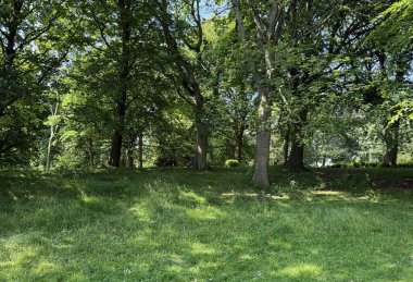 Güneş ışığı yeşil bir gölgede sürükleniyor, çayır boyunca benekli gölgeler saçıyor. Harold Park, Bradford, Yorkshire, İngiltere 'deki bu sakin orman sahnesinde ağaçlar sessiz kuleler gibi yükseliyor.