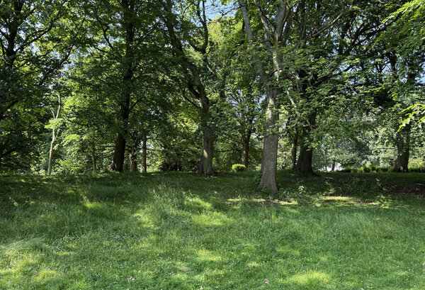 Солнечный свет дрейфует сквозь полог зеленого, рассеивая пыльные тени по лугу. Высокие деревья растут как тихие шпили в этой тихой лесной местности в Гарольд Парк, Брэдфорд, Йоркшир, Великобритания