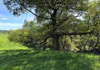 Büyük bir meşe ağacı güneşli bir alanda duruyor, dalları zarif bir şekilde uzanıyor. Canlı yeşil çimenler ve kısmen bulutlu gökyüzü, İngiltere 'nin Harecroft, Yorkshire kentindeki sakin sahneyi güçlendirir.