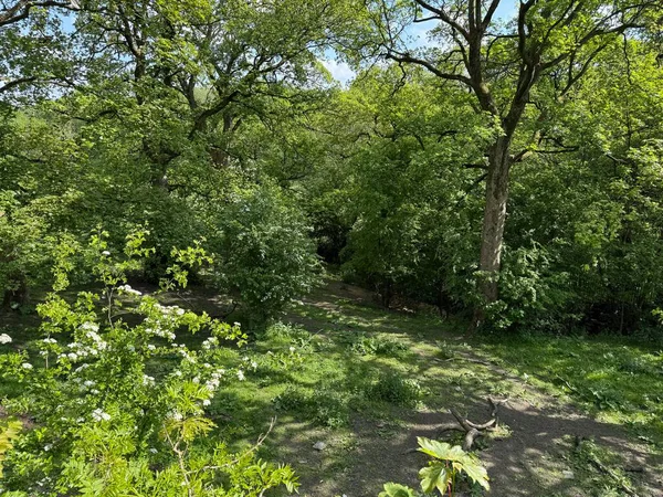 Güneş ışığının uzun ağaçların arasından doğduğu yer, Thornton Yolu, Bradford, İngiltere yakınlarındaki yer değiştiren ışık ve gölge desenleriyle süslenir.