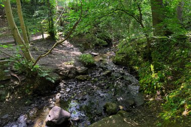 Rahibe Royd Beck, güneş ışığının gölgelikten yavaşça süzülüp Guiseley, Leeds, İngiltere 'ye huzur saçtığı canlı yeşil bir ormanın içinden esiyor.