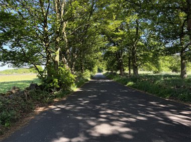 Kara Tepe Yolu boyunca, verimli yaz ağaçlarının arasından süzülen güneş ışığıyla Alwoodley, Leeds, İngiltere 'deki sessiz yoldan geçen gölgeleri seyret.