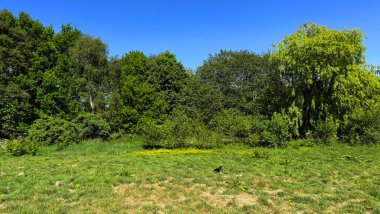 Zümrüt ağaçlar parlak bir gökyüzünde parıldıyor, ön planda yumuşak çimenler, Yeadon, Leeds, İngiltere 'de sakin bir yaz havasını şekillendiriyor.