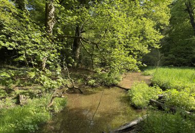 Günışığı, Cullingworth, Yorkshire, İngiltere 'de sakin ve doğal bir manzara oluşturmak için gölgelik boyunca uzanan yemyeşil bir orman boyunca uzanan sessiz bir dere..