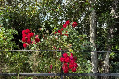 Parlak kırmızı güller, ağaçların arasından süzülen güneş ışığı ile birlikte, Ilkley, Yorkshire, İngiltere sahnesine yumuşak gölgeler saçarak, zengin yeşil yapraklara karşı alevlenir..