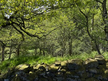 Güneş ışığı, sıcak, benekli yosun kaplı kuru taş bir duvara yerleşerek orman gölgesinde parlıyor. Harecroft, Yorkshire, İngiltere yakınlarından sakin bir orman anı..