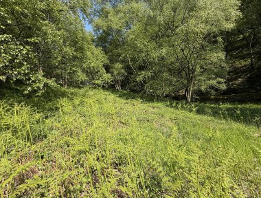 Açık mavi gökyüzünün altında sık ağaçlar ve canlı eğreltiotlarıyla dolu yeşil bir orman. Güneş ışığı yaprakların arasından süzülerek Harecroft, Yorkshire, İngiltere yakınlarında noktalı gölgeler oluşturur.