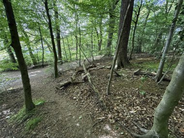 Yumuşak güneş ışığı yeşil yaprakların katmanlarından süzülerek orman zemininde kayan desenler oluşturur. Chellow Dean Woods, Allerton, İngiltere 'de dağınık kütük ve dalların arasından dar bir yol kıvrılıyor..
