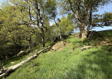 Hewenden Rezervuarı 'nın yukarısında sakin bir orman, yeşil yaban çiçekleri serpiştirilmiş ve yumuşak ağaç gölgelerinde karalanmış. Sahne Harecroft, Yorkshire, İngiltere 'nin sessiz ve doğal güzelliğini yakalıyor.