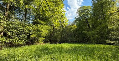 Bereketli ağaçlarla çevrili sakin bir çayırı gösteren güneşli bir orman manzarası. Canlı yeşil yapraklar ve mavi gökyüzü Harewood, Yorkshire, İngiltere 'de barışçıl bir atmosfer yaratır.