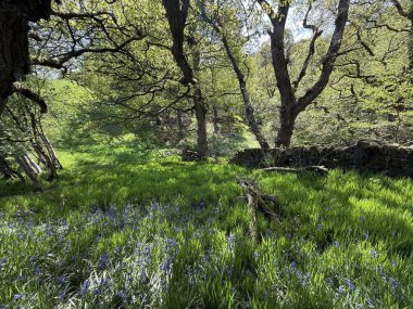 Işık yaşlı ağaçların arasında yavaşça kayar, kayan bantlar halinde gözden uzak bir açıklığın kenarlarını yumuşatır. Cullingworth, Yorkshire, İngiltere yakınlarında yemyeşil çimenler ve mavi kır çiçeklerinden oluşan bir halı parlıyor.