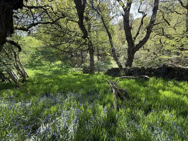 Işık yaşlı ağaçların arasında yavaşça kayar, kayan bantlar halinde gözden uzak bir açıklığın kenarlarını yumuşatır. Cullingworth, Yorkshire, İngiltere yakınlarında yemyeşil çimenler ve mavi kır çiçeklerinden oluşan bir halı parlıyor.