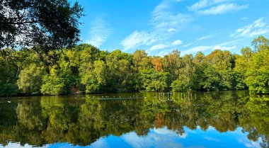 Coppice Pond, açık mavi gökyüzünün altındaki ormanlık arazinin derin yeşilliğini yansıtıyor. Tüm sahne St Ives, Bingley, İngiltere 'de sakin ve iyileştirici bir sükunete bürünüyor..