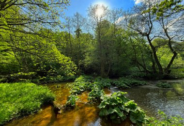 Canlı yeşil yapraklarla çevrili gür bir ormanın içinden sakin bir dere akar. Güneş ışığı ağaçların arasından süzülerek Denholme, Yorkshire, İngiltere yakınlarındaki su üzerinde ışıltılı bir etki yaratıyor.
