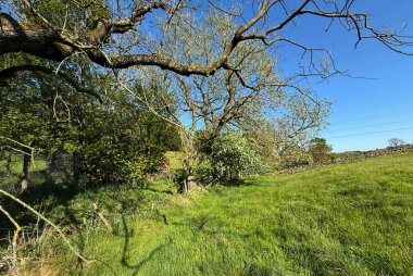 Yayılan bir çayır yemyeşil çimenler ve ağaçlarla doludur. Canlı mavi gökyüzü ve güneş ışığı, İngiltere 'nin Bradford kentindeki Stream Head Road yakınlarındaki sahnenin doğal güzelliğini artırır.