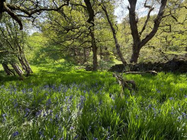 A serene woodland setting with lush green grass and blooming bluebells. Sunlight filters through the canopy, illuminating the tranquil landscape near Harecroft, Yorkshire, UK