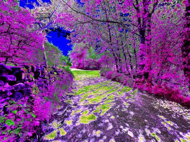 Ormanda bir yol bir rüya manzarasına kayar, pembe parlayan ağaçlar, yanan yeşil yapraklar, tanıdık dünya Wilsden, Yorkshire, İngiltere yakınlarında bir an için garip bir hal alır.