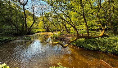 Huzurlu bir nehir, ağaçların arasından süzülen ve suyu yansıtan güneş ışığıyla yemyeşil bir ormanın içinde dolanıyor. Yeşil alan, Harecroft, Yorkshire, İngiltere 'de barışçıl bir atmosfer yarattı.