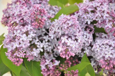 Lila makro fotoğrafçılık güzel