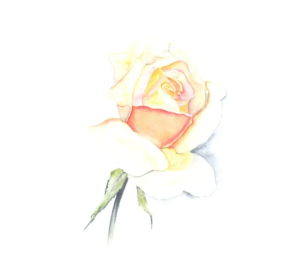 Rosa amarela, aquarela — Fotografia de Stock