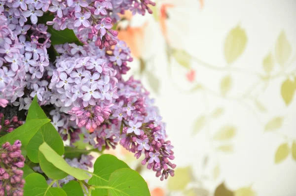 Lilas macro photographie belle — Photo