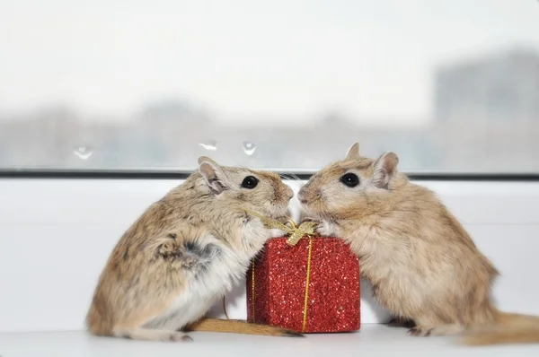 Ποντίκι με ένα δώρο — Φωτογραφία Αρχείου