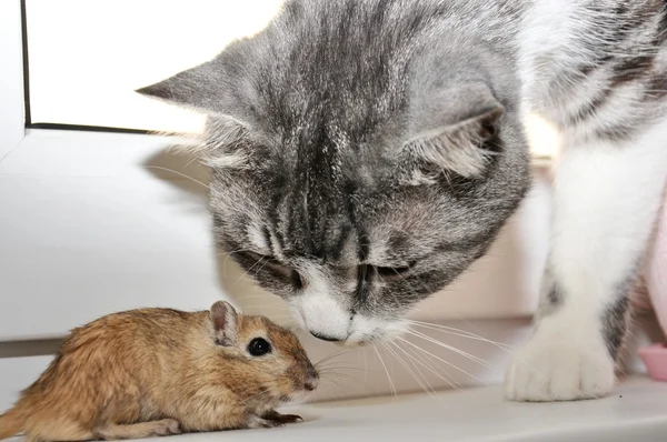 猫とネズミ — ストック写真