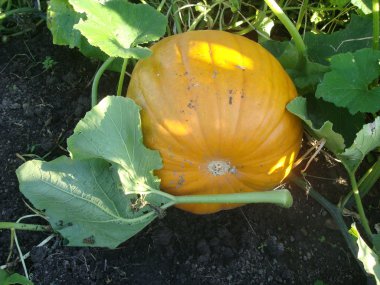 Yapraklı balkabağı