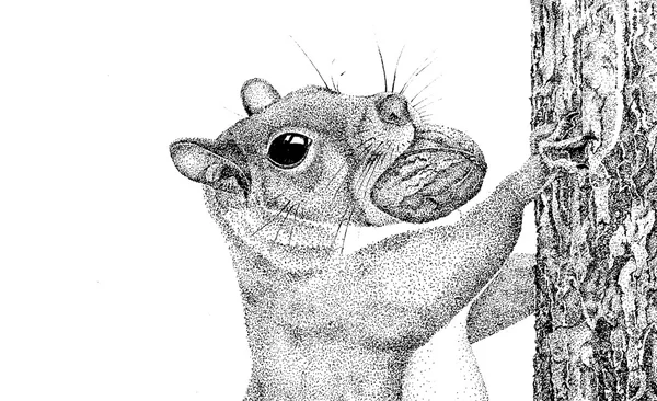 Squirrel graphiques pointillisme — Photo