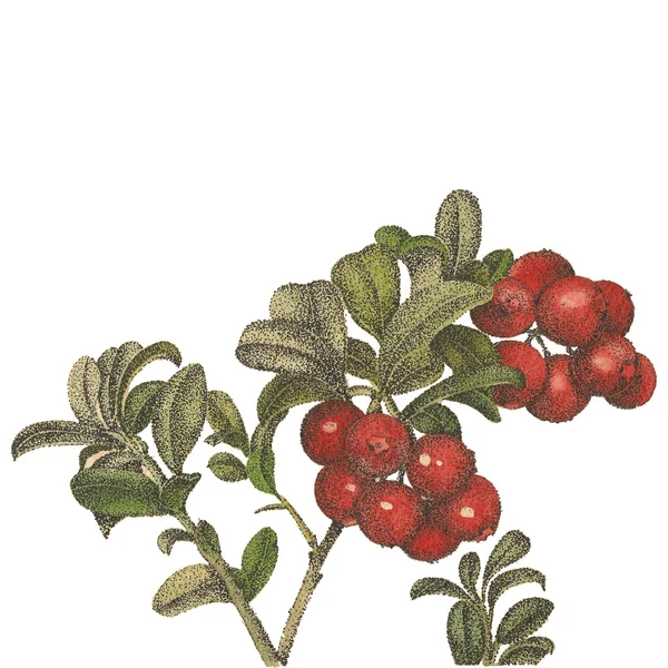 Cranberries aquarela com folhas pointillism — Fotografia de Stock