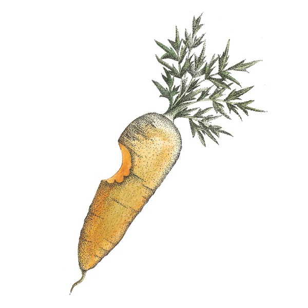 Кусаний морквяний акварельний топілізм — стокове фото