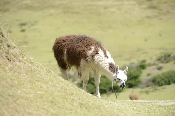 Llama en el campo . — Foto de Stock