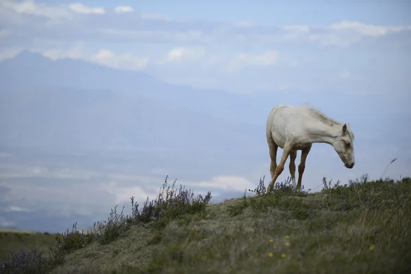 Caballo blanco de pie. — Foto de Stock