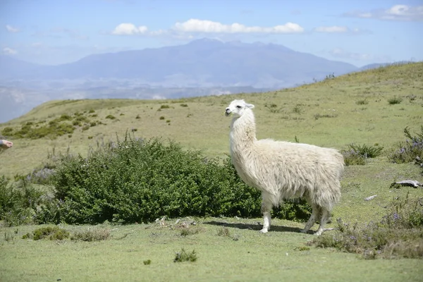 Llama blanca en el campo . — Foto de Stock