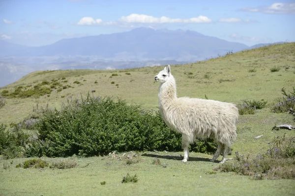 Llama blanca en el campo . — Foto de Stock