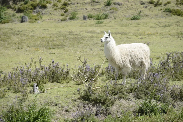 Llama blanca en el campo . — Foto de Stock