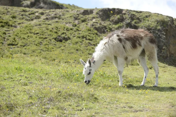 Llama en el campo . — Foto de Stock