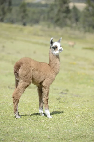 Bebé alpaca solo . — Foto de Stock